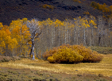 Whorehouse Meadow Color, Steens Mountain