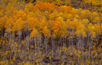 Fish Creek Color, Steens Mountain