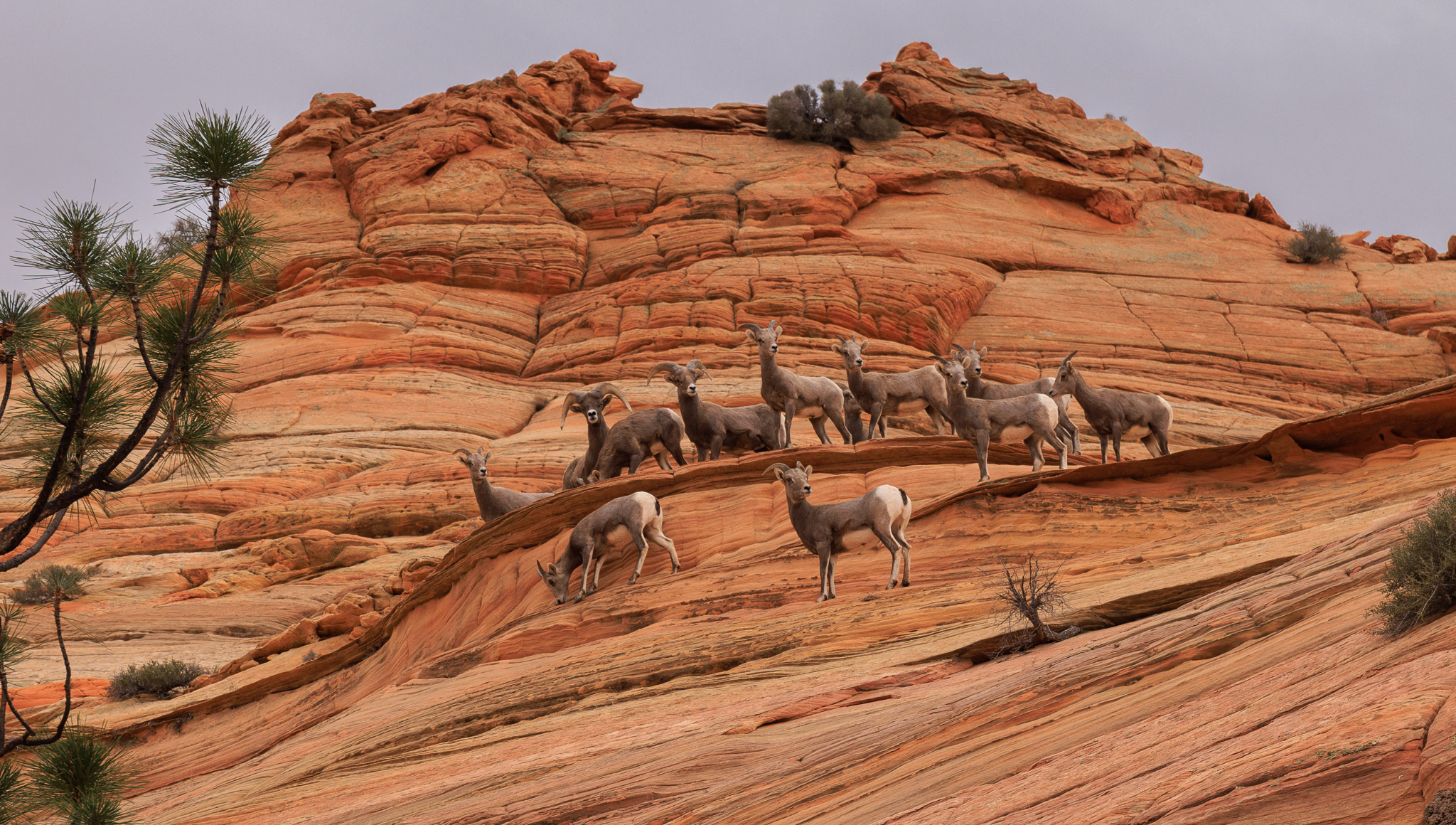 Bighorn Sheep