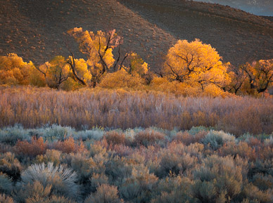 Autumn color near Bishop