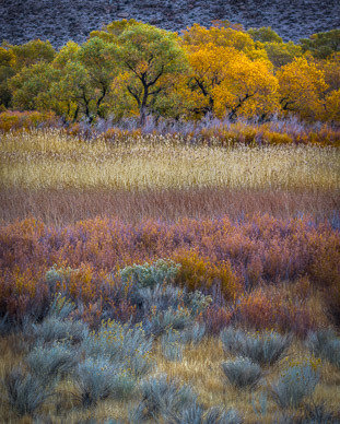 Owens Valley Autumn color, California