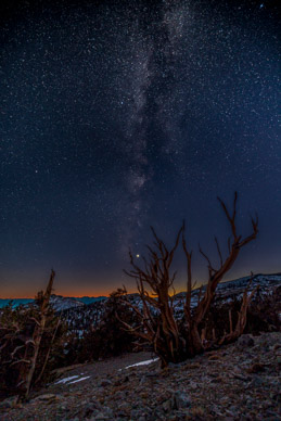 Venus & Milky Way over Bristlecone pine