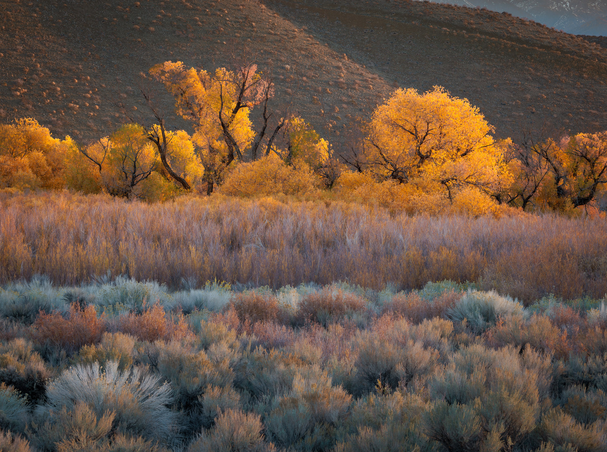 Autumn color near Bishop