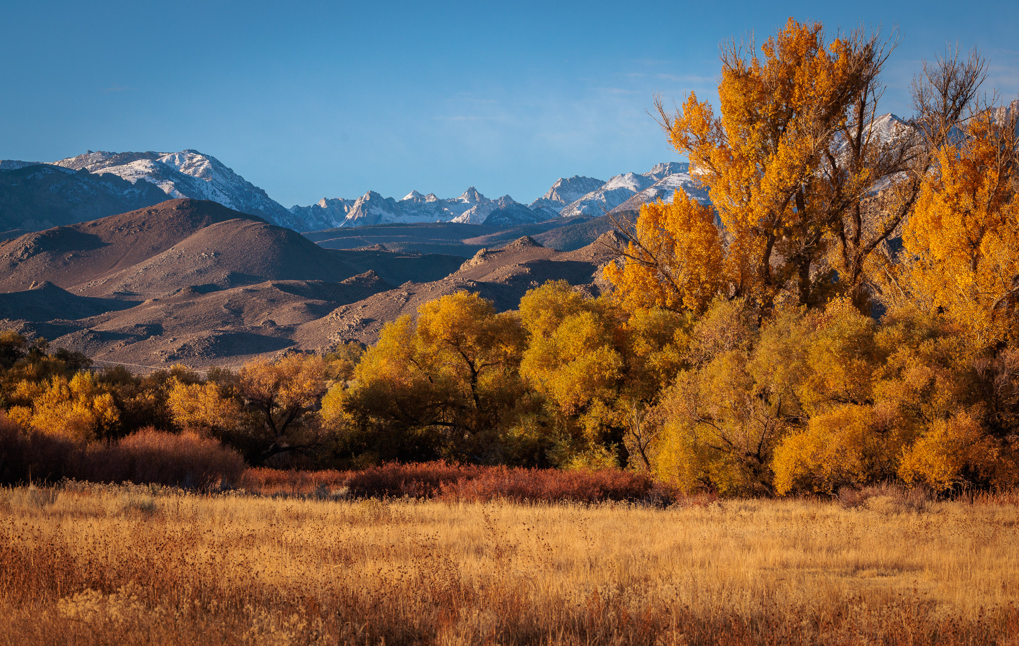 Autumn color & the Sierra crest near Bishop