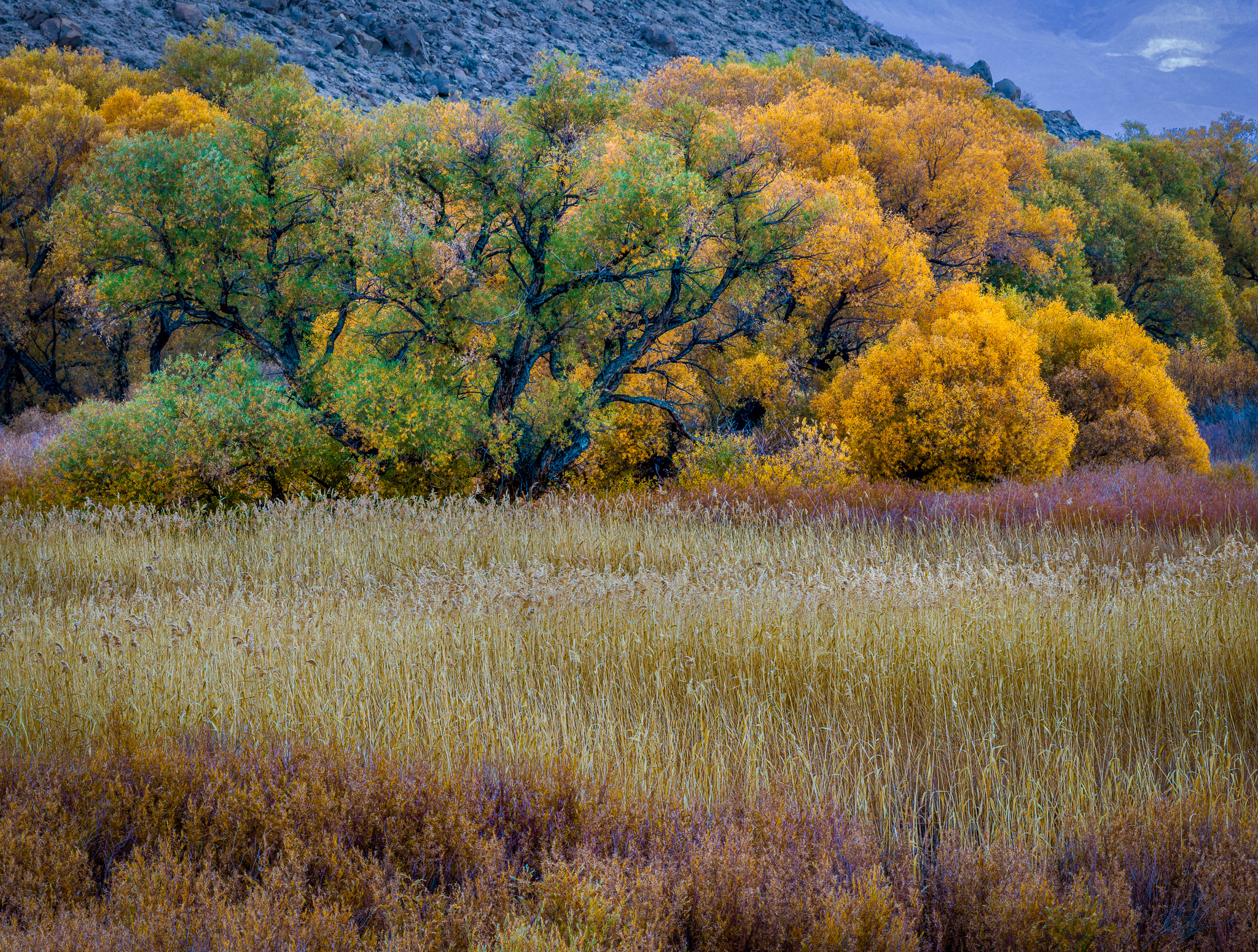 Autumn color near Bishop