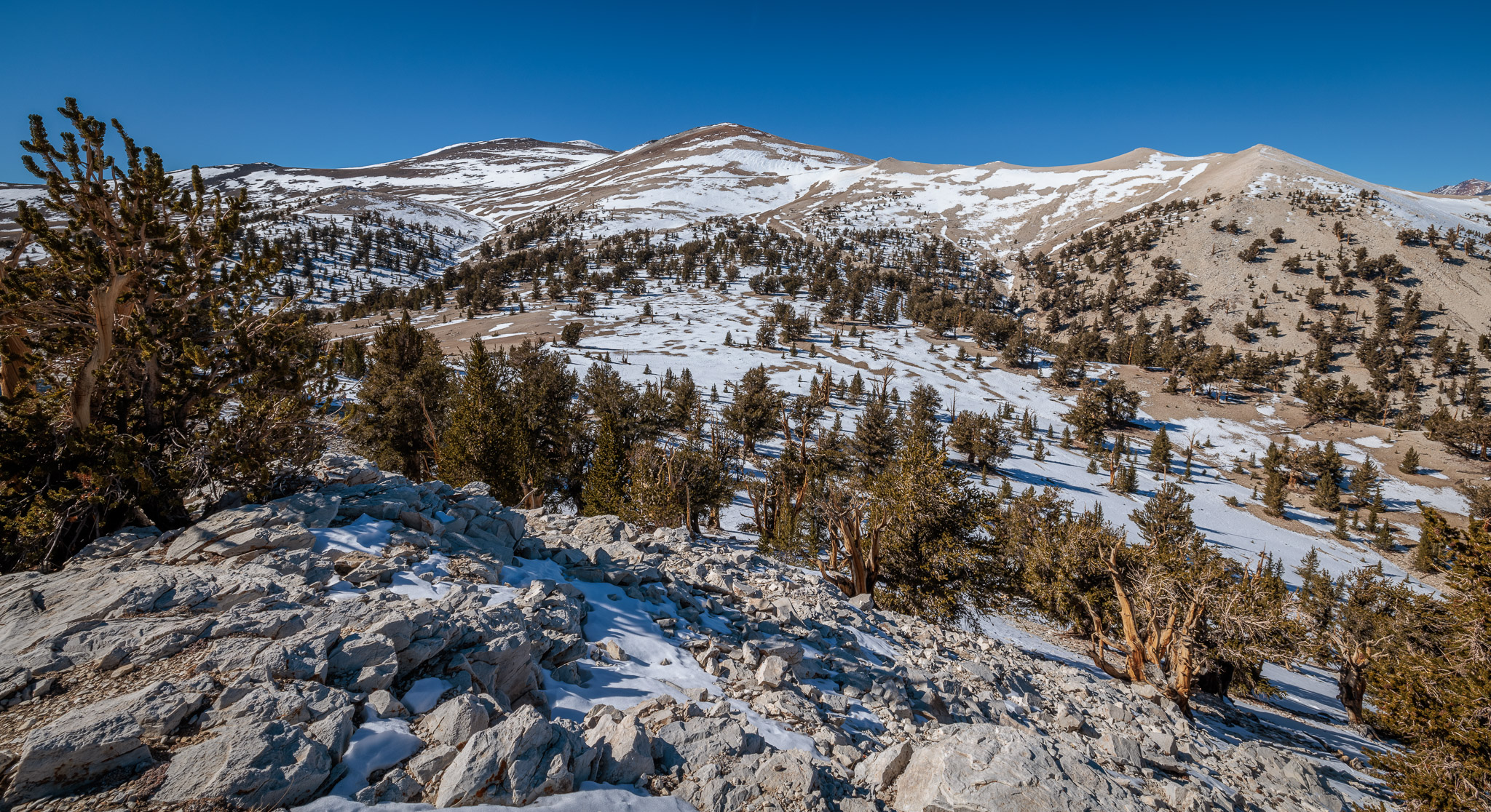 Bristlecone Pines Patriarch Grove