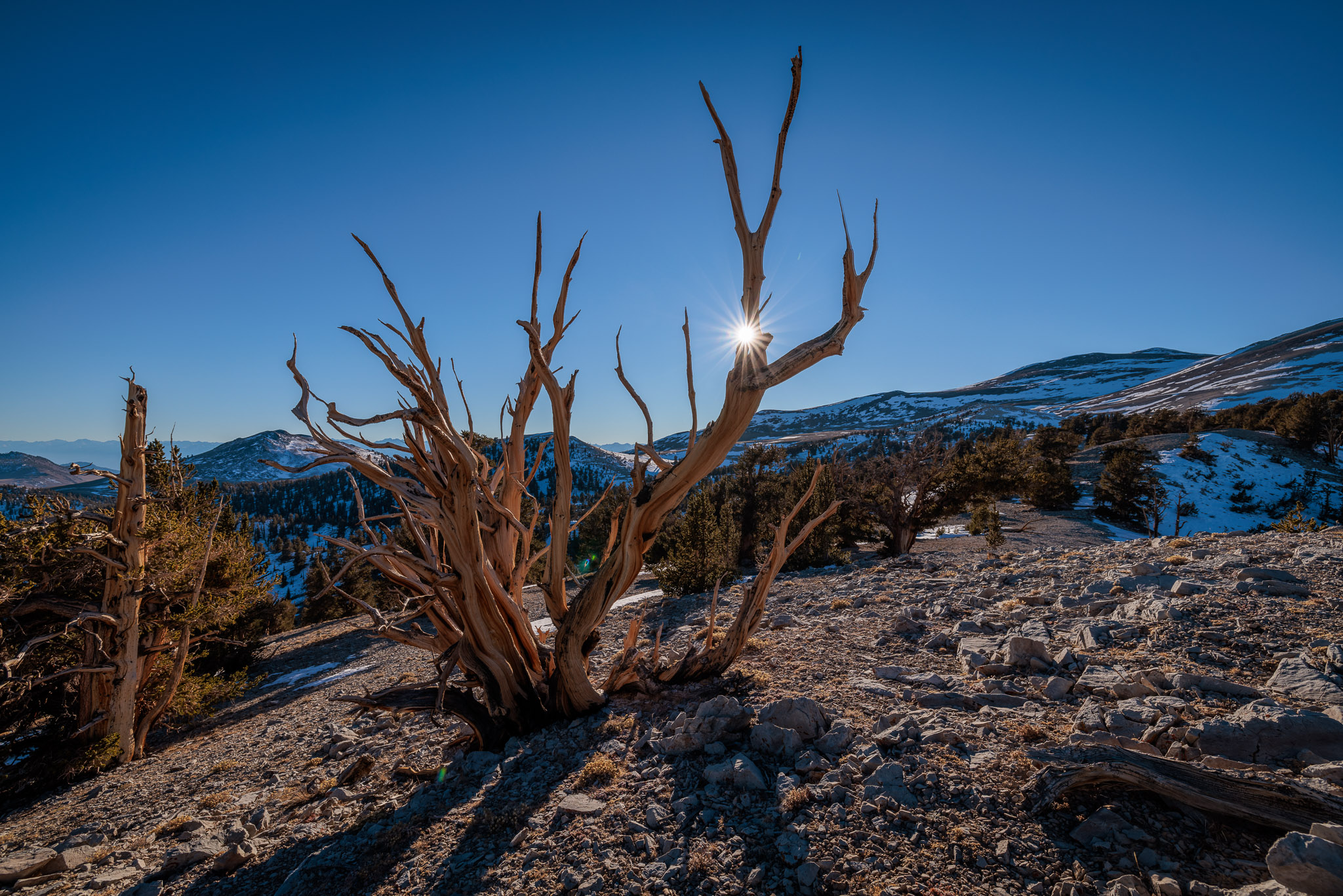 Bristlecone Pine, White Mountains