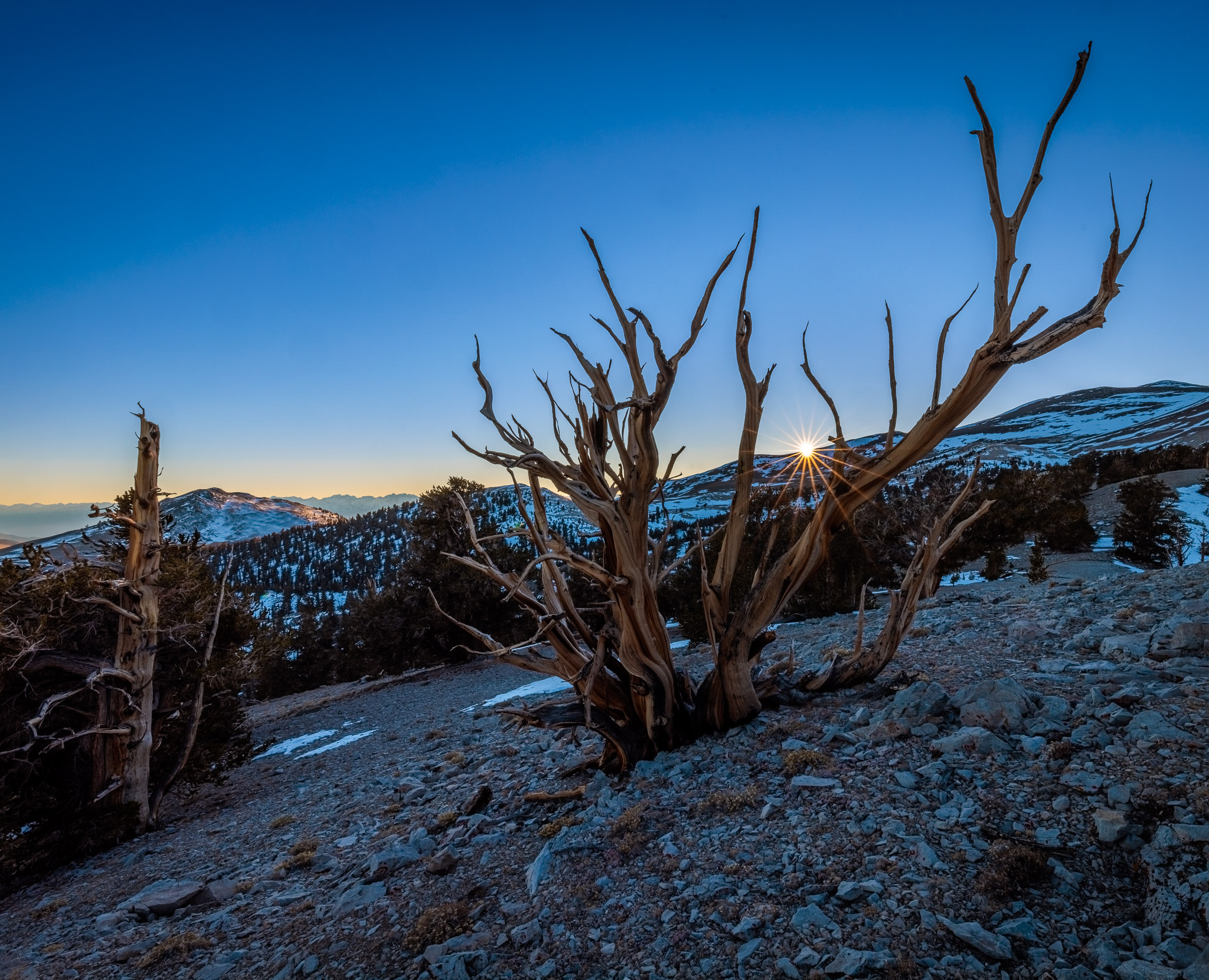 Bristlecone Pine, White Mountains