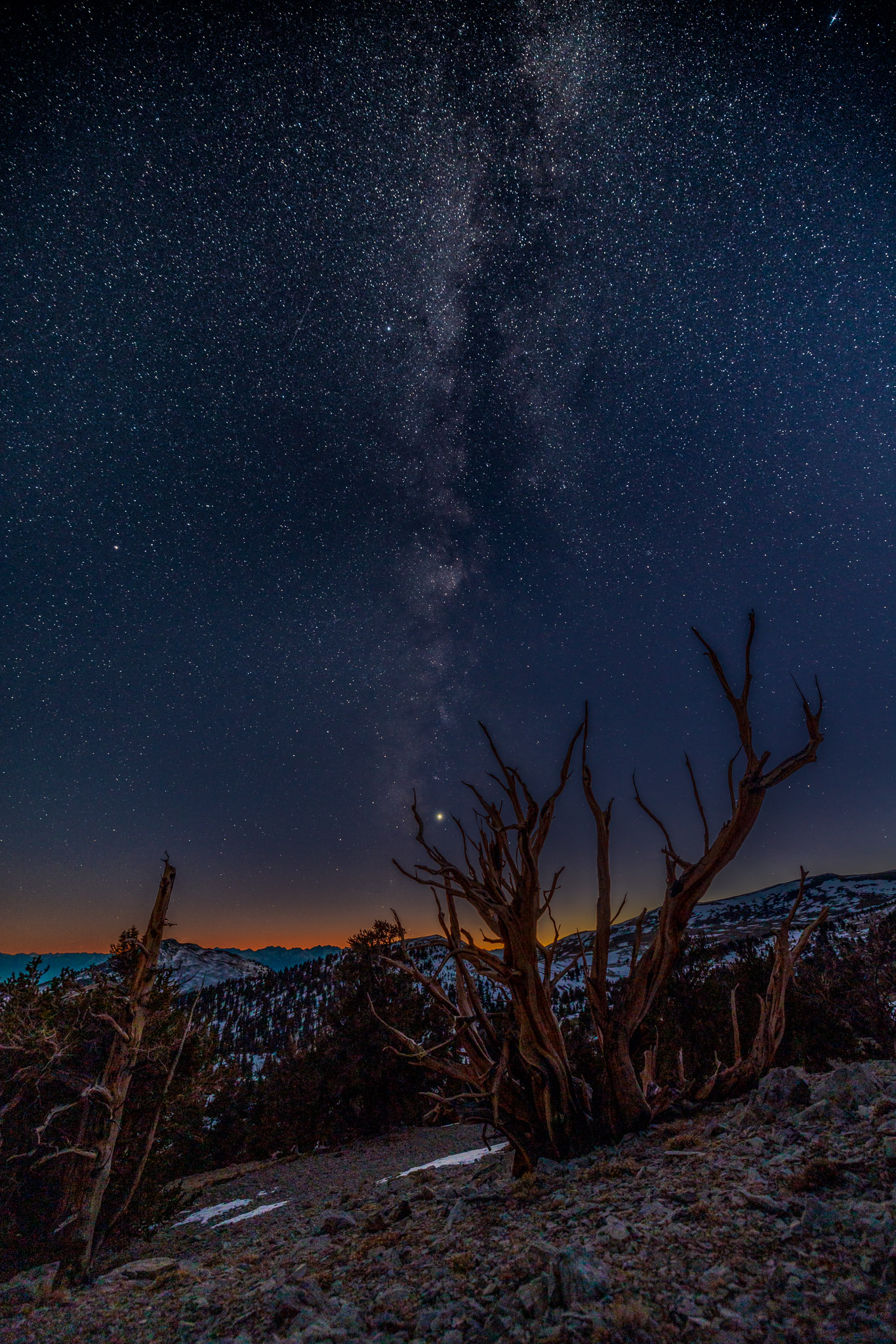 Venus & Milky Way over Bristlecone pine