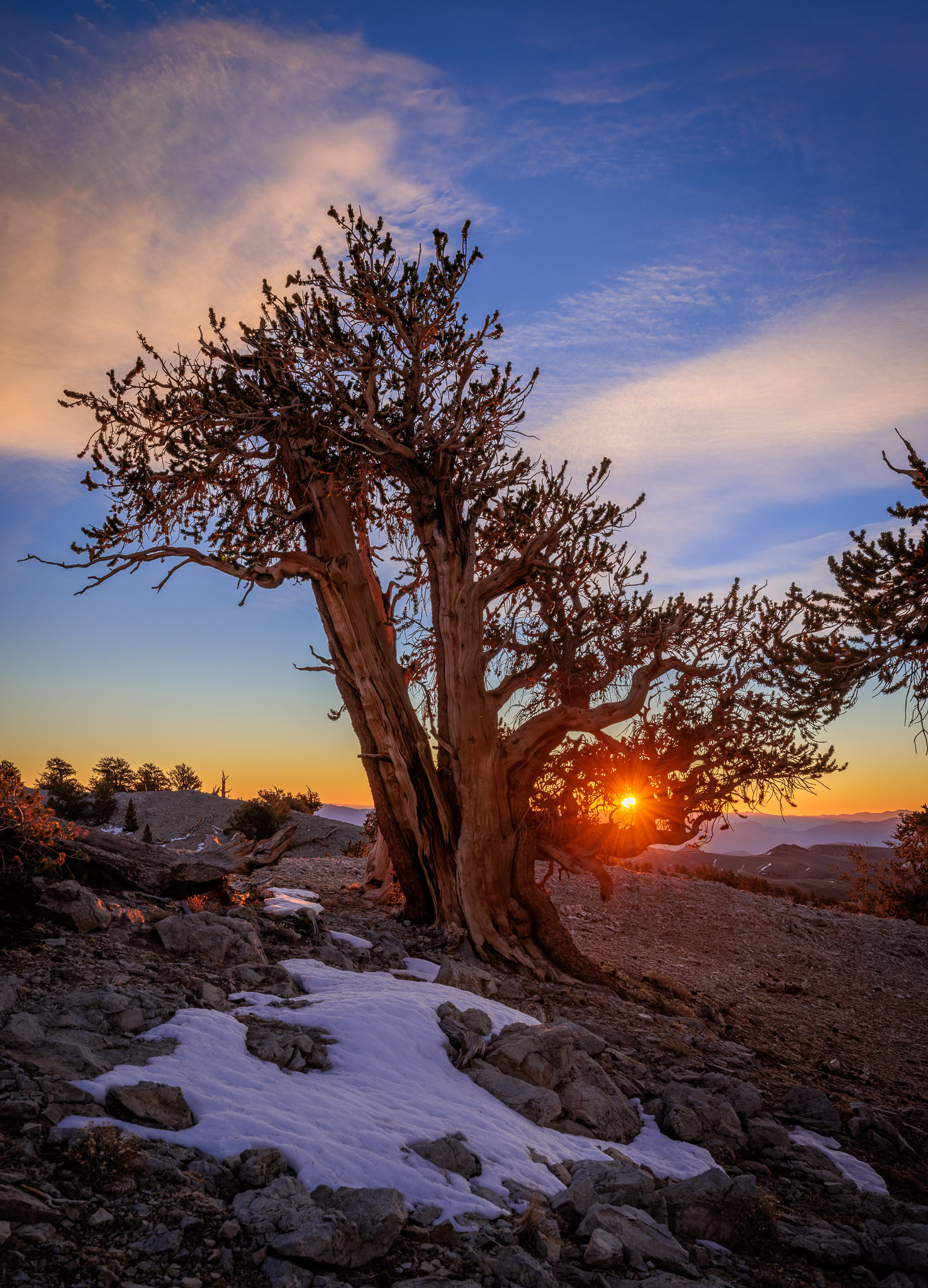 Bristlecone Pine sunrise, White Mountains