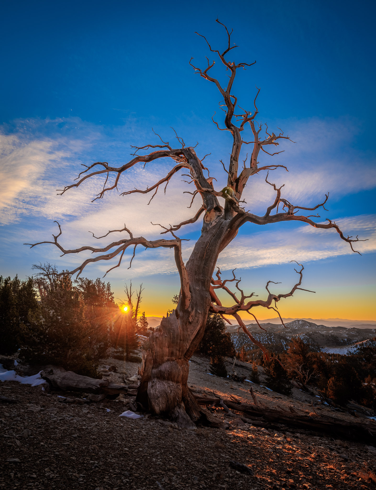 Bristlecone Pine sunrise, White Mountains