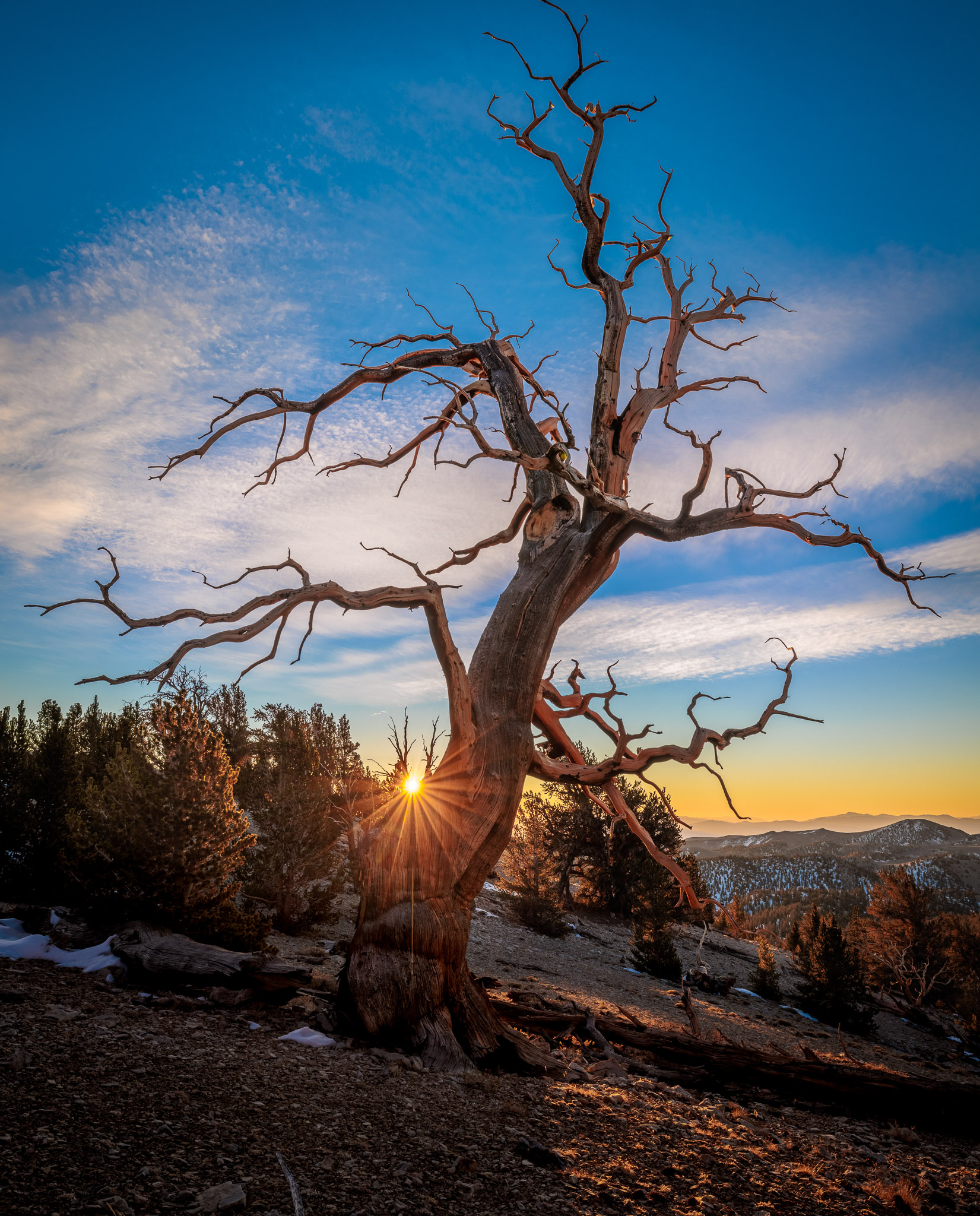 Bristlecone Pine sunrise, White Mountains