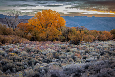 Autumn color near Bishop