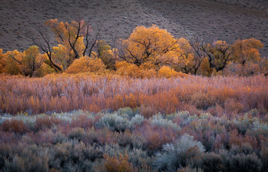 Autumn color near Bishop