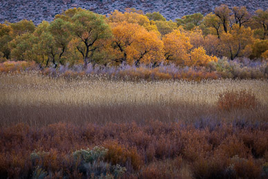 Autumn color near Bishop