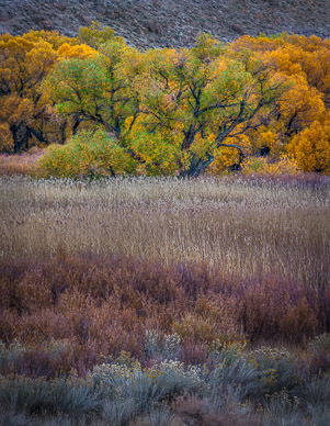 Autumn color near Bishop