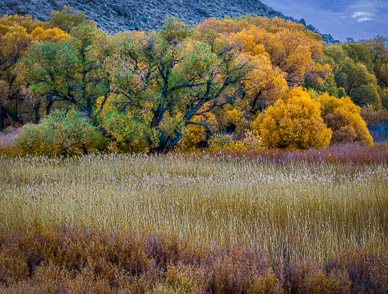 Autumn color near Bishop