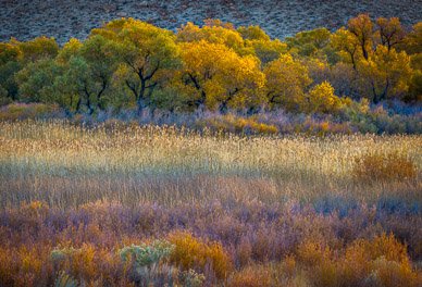 Autumn color near Bishop