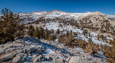 Bristlecone Pines Patriarch Grove