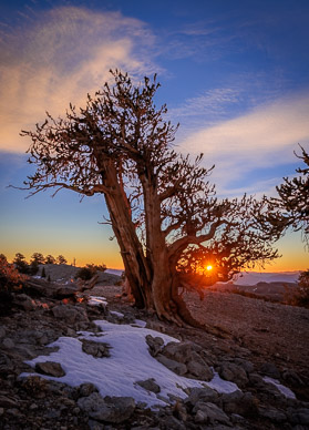 Bristlecone Pine sunrise, White Mountains