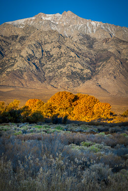 Autumn color & Mt. Williamson