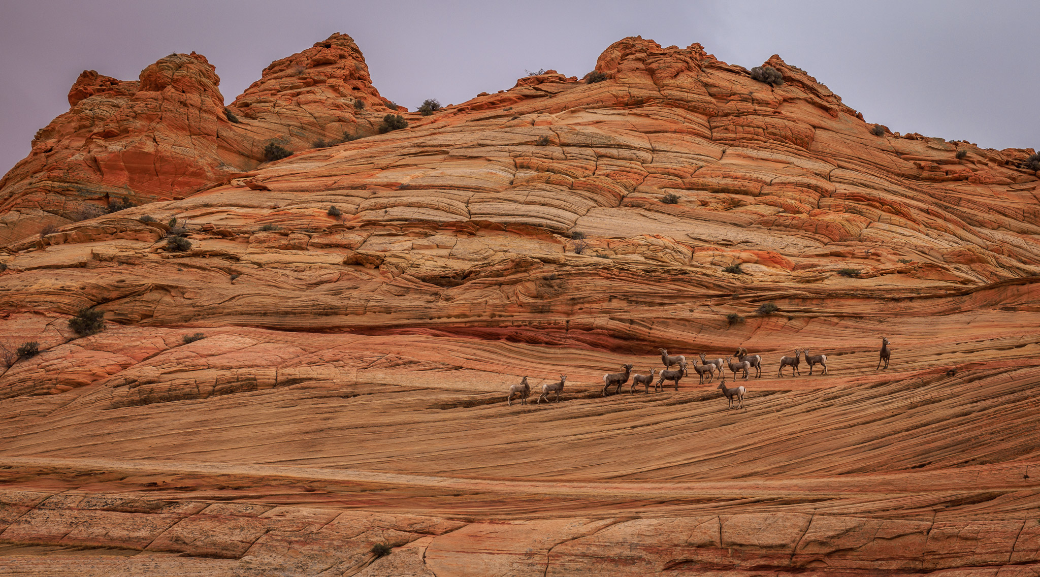 Bighorn Sheep below Crown Point