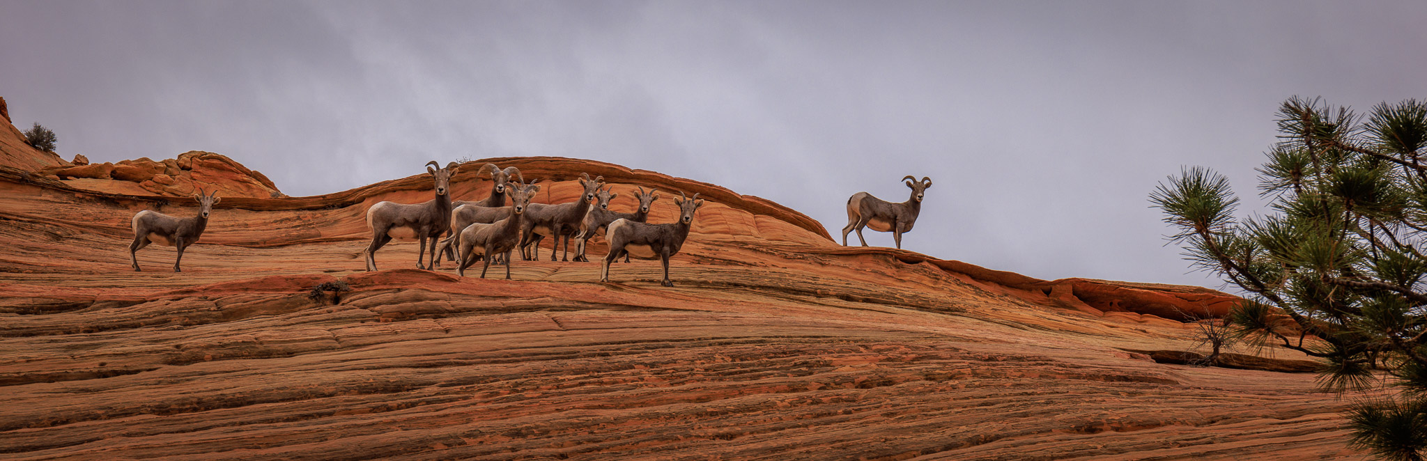 Bighorn Sheep