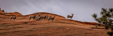 Bighorn Sheep