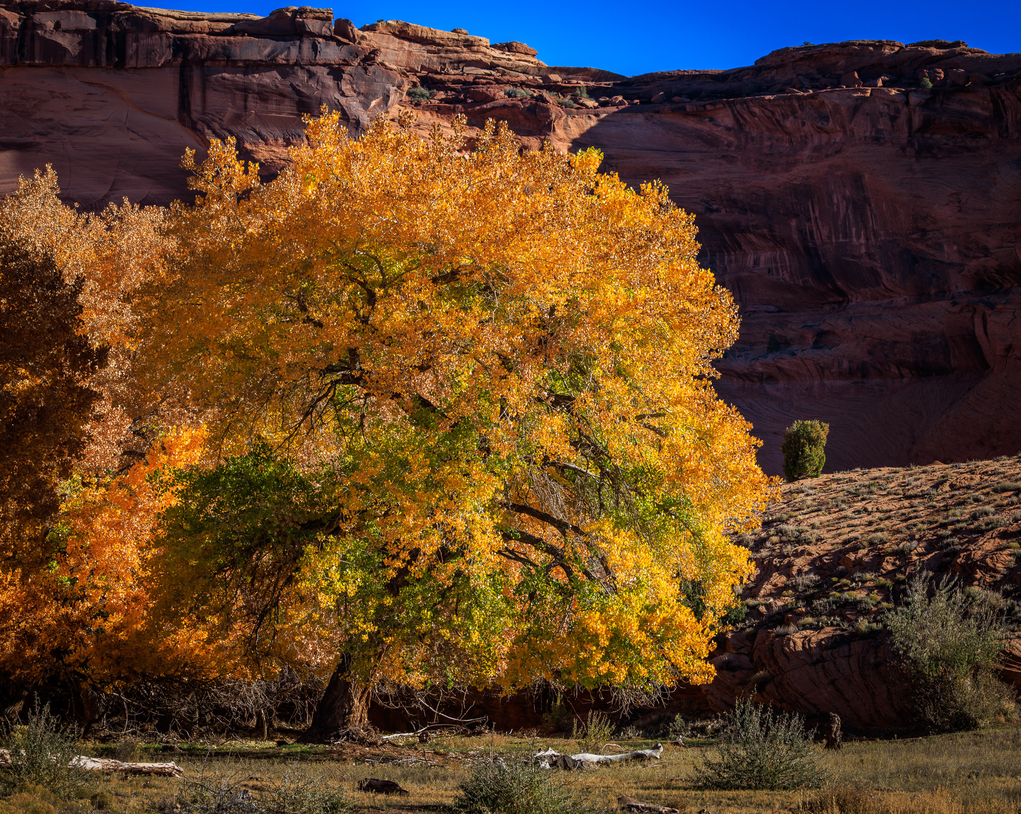 Canyon floor color