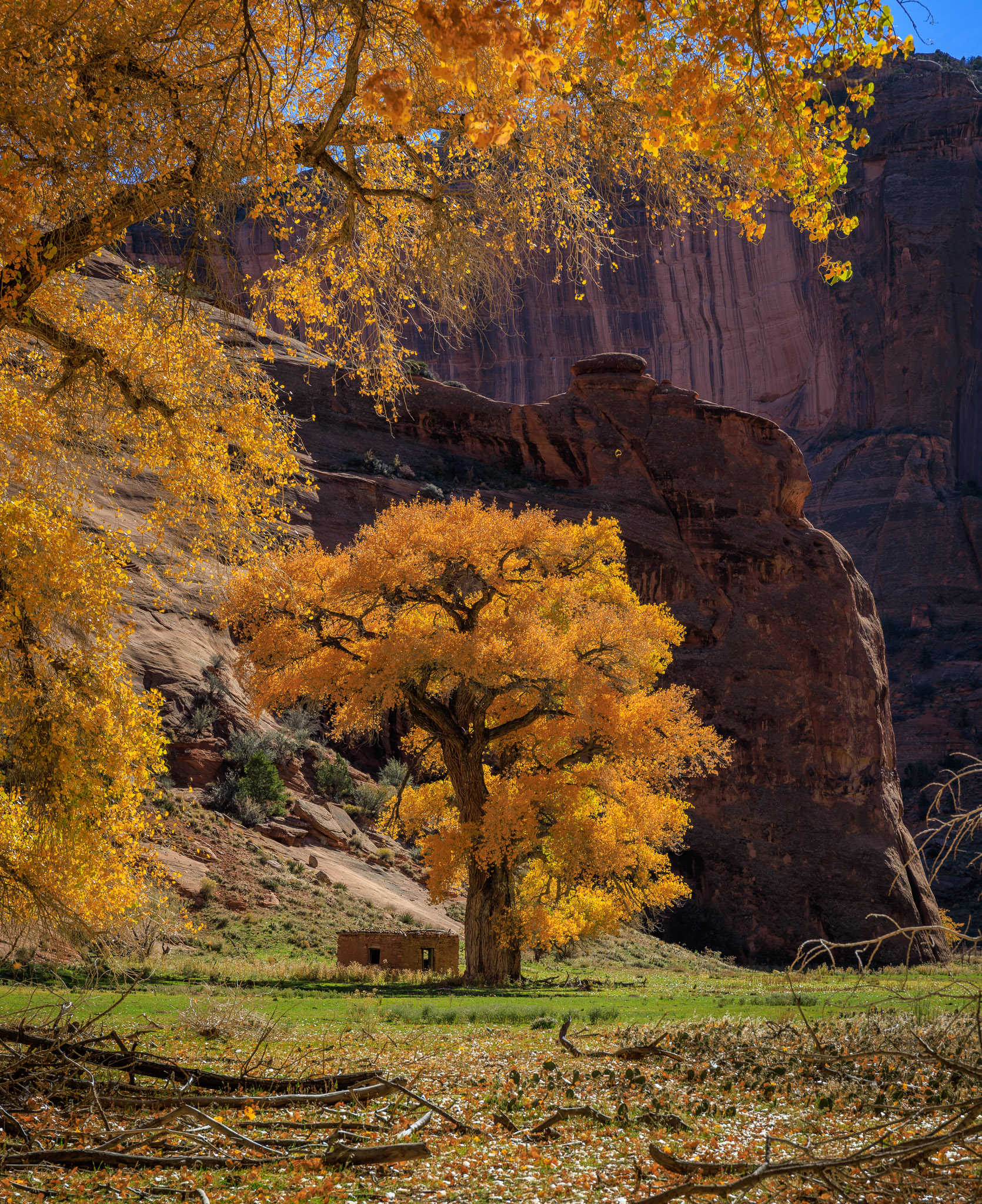 Canyon floor color