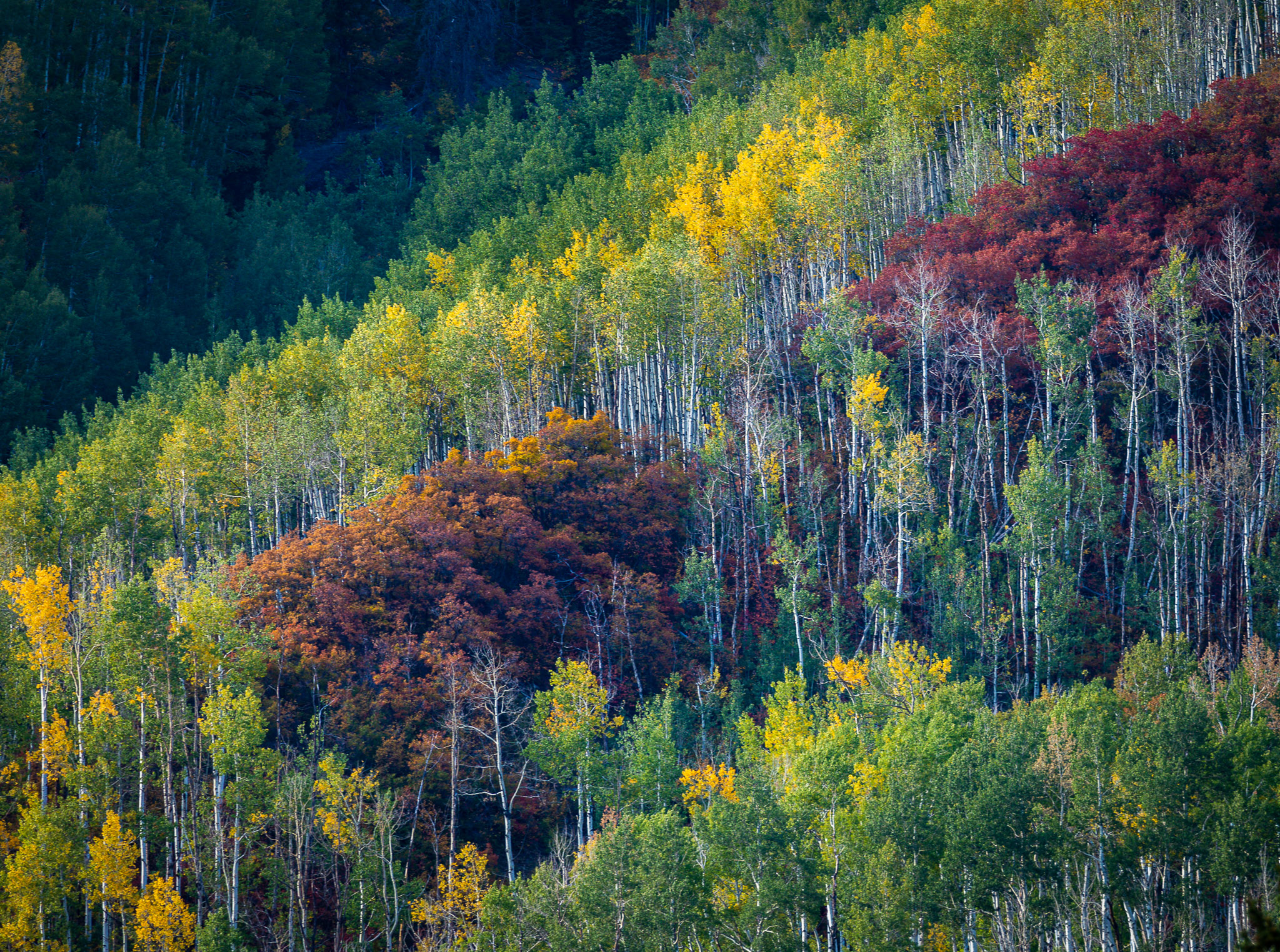 Aspen near Marble