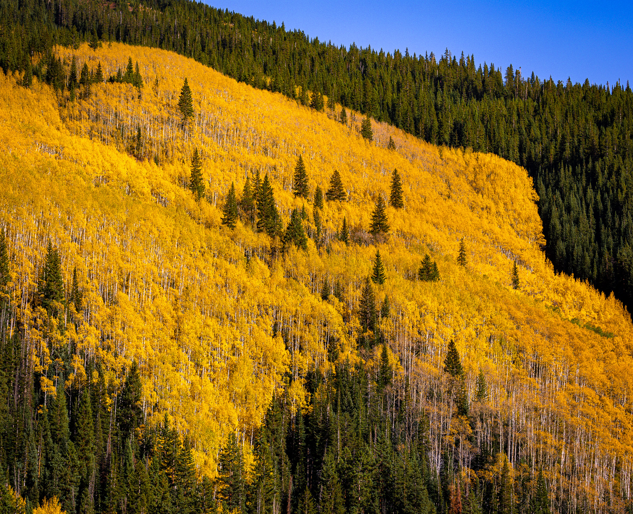 Castle Creek aspen