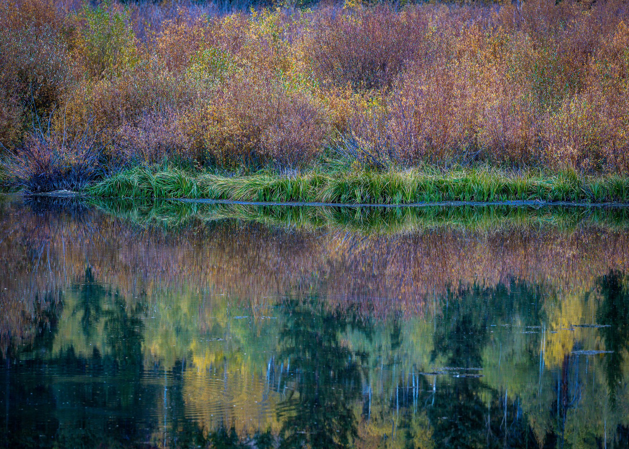 Castle Creek beaver pond