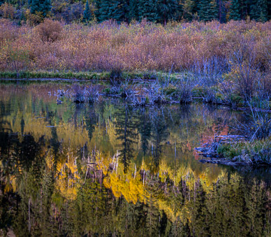 Castle Creek beaver pond