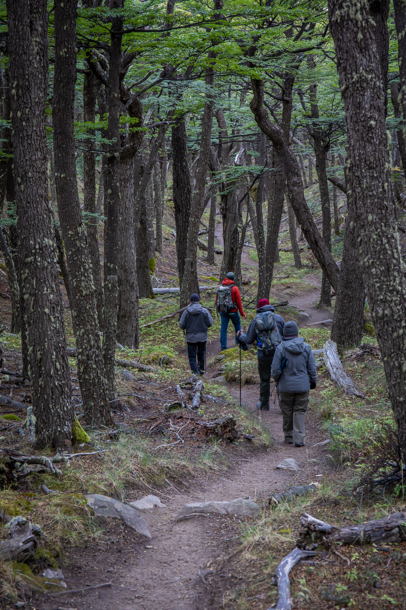 Hiking in Beech forest