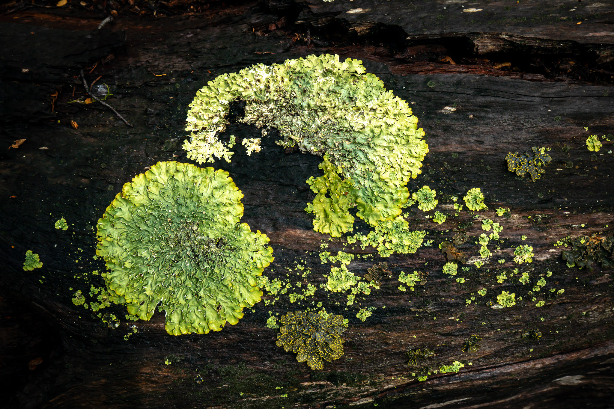 New growth in old growth forest