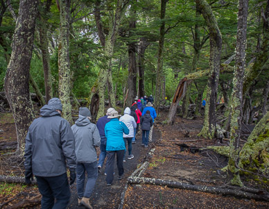 Hike through old growth rain forest