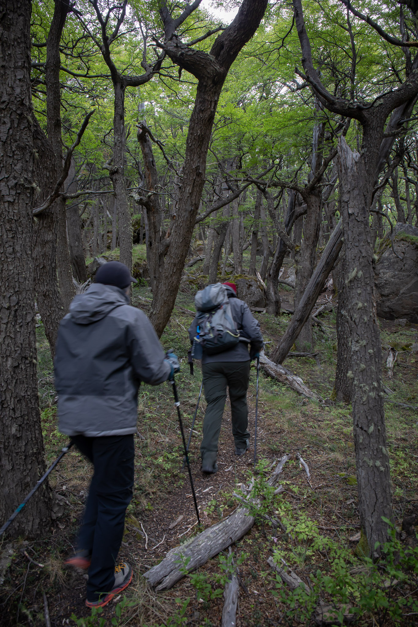 Trail to Laguna Torre