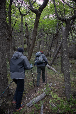 Trail to Laguna Torre