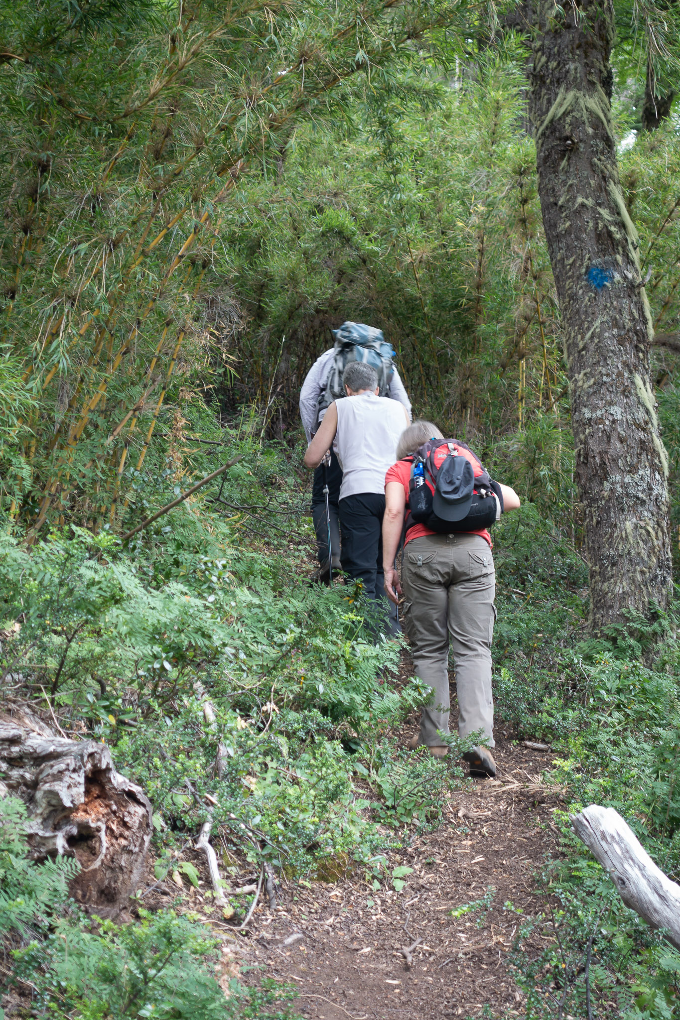 Incredibly steep climb up Diego Flores de Leon Mountain