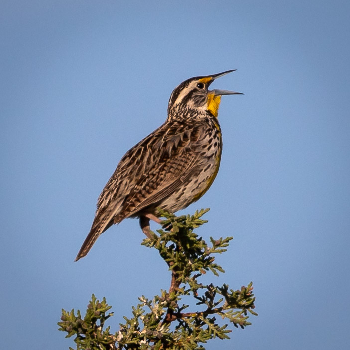 Western Meadowlark