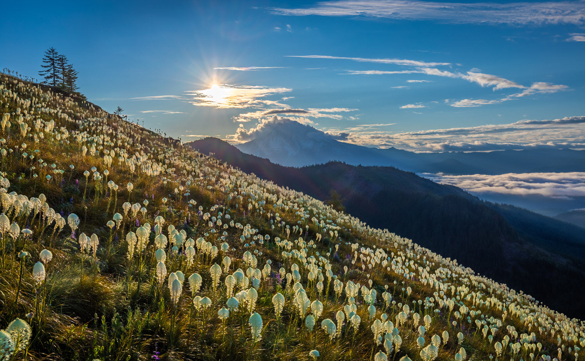 Mt. Jefferson from Coffin Mountain