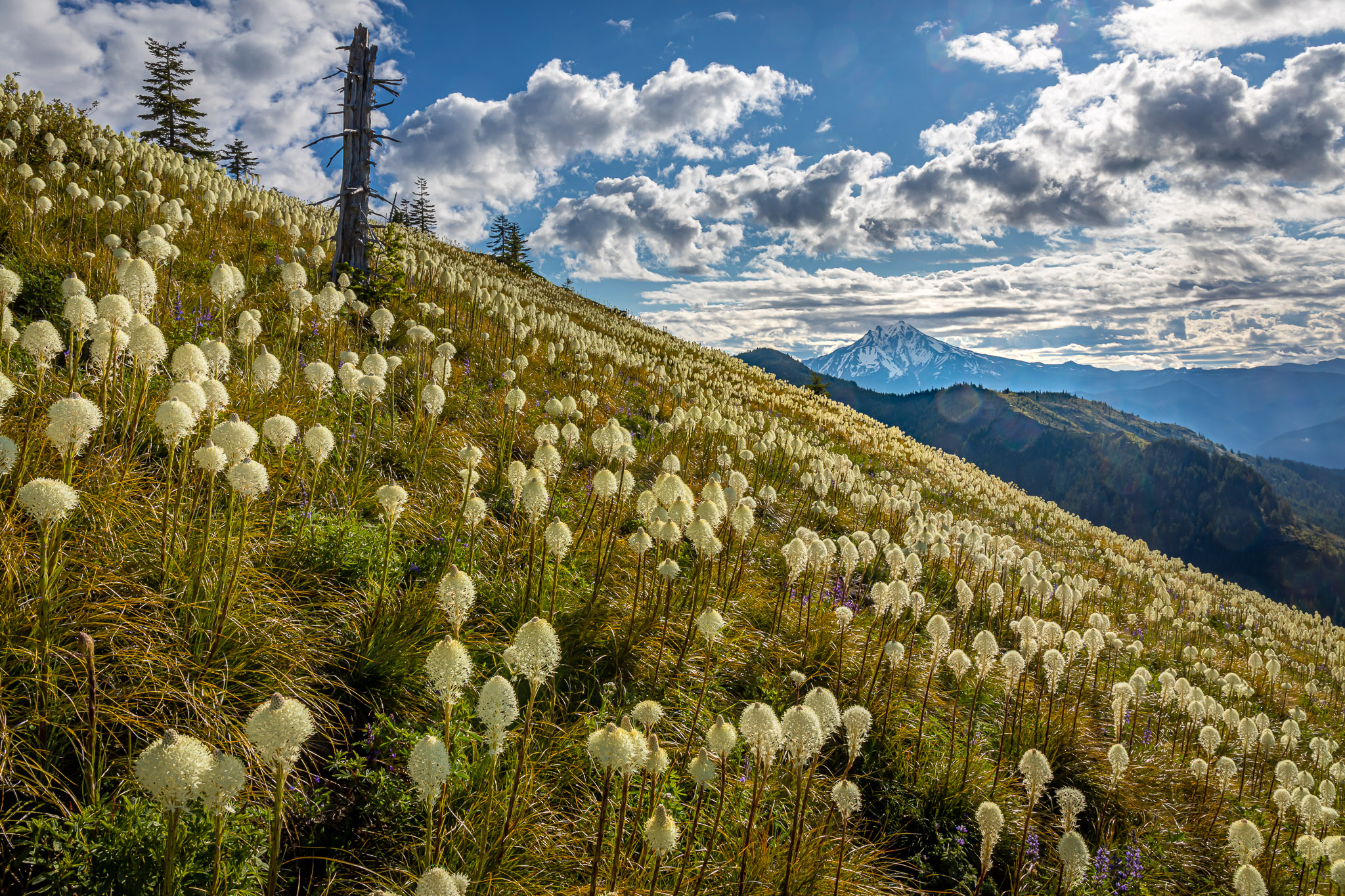 Mt. Jefferson from Coffin Mountain