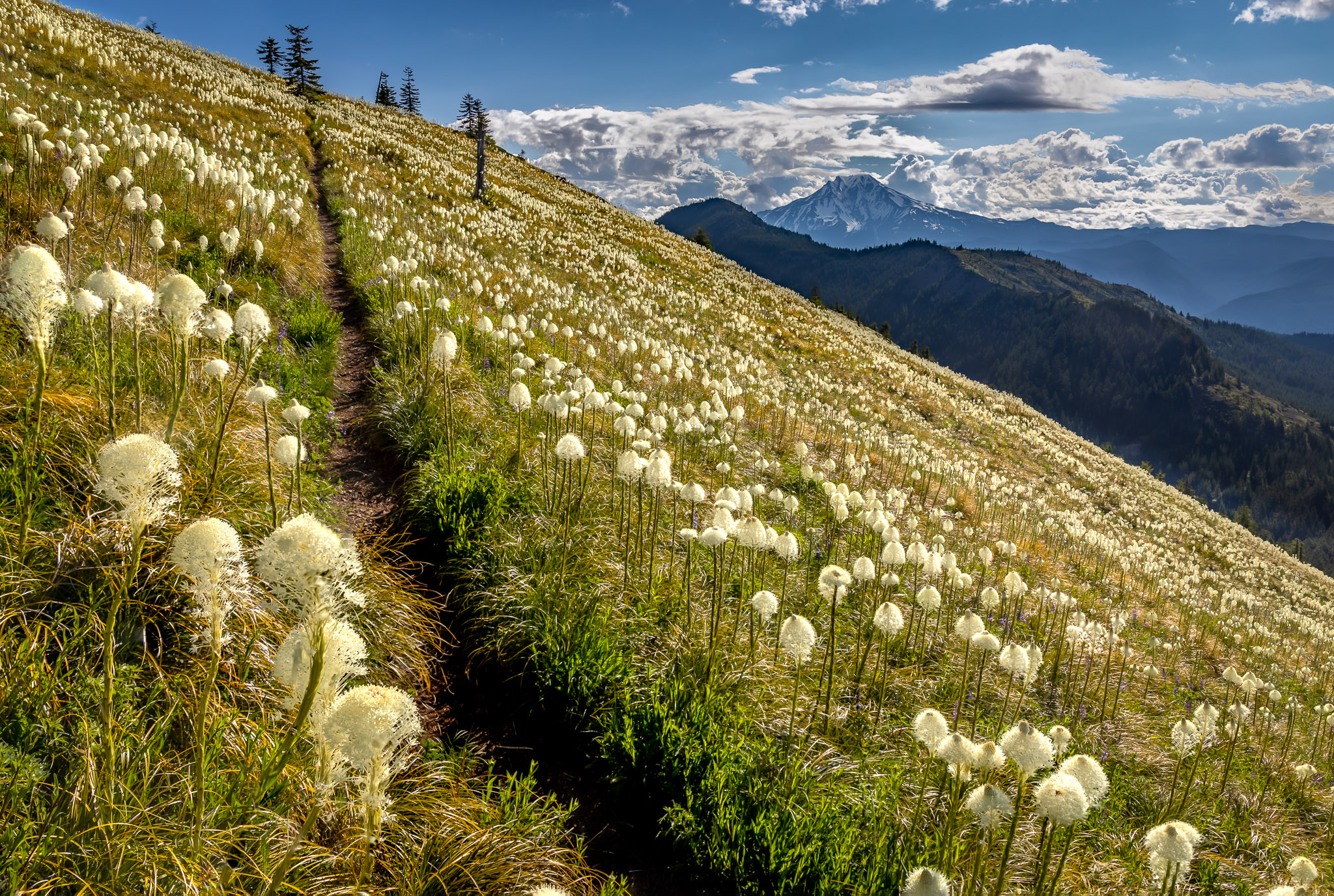 Coffin Mountain trail