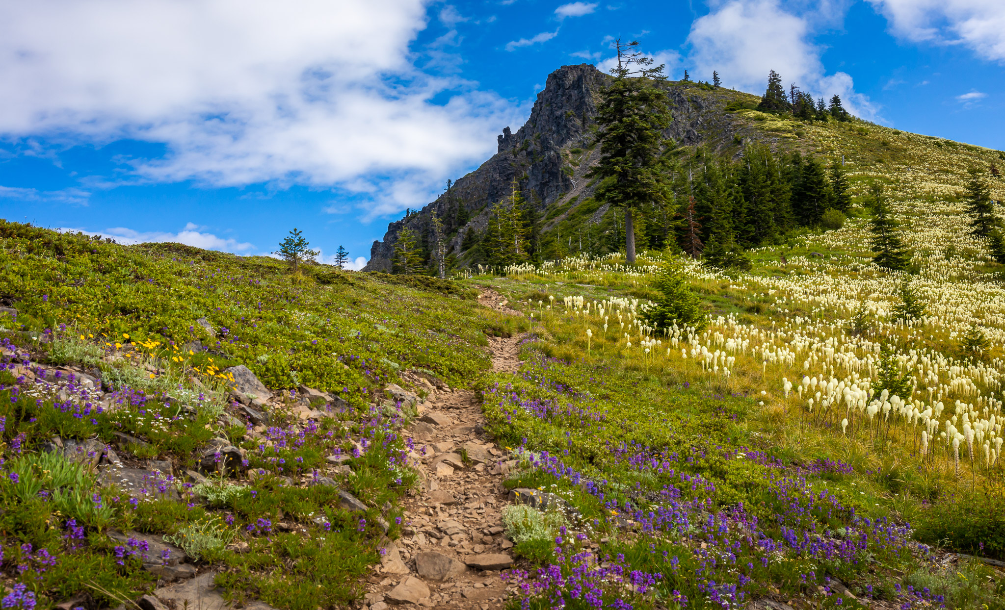 Mid-mountain trail on Coffin Mountain