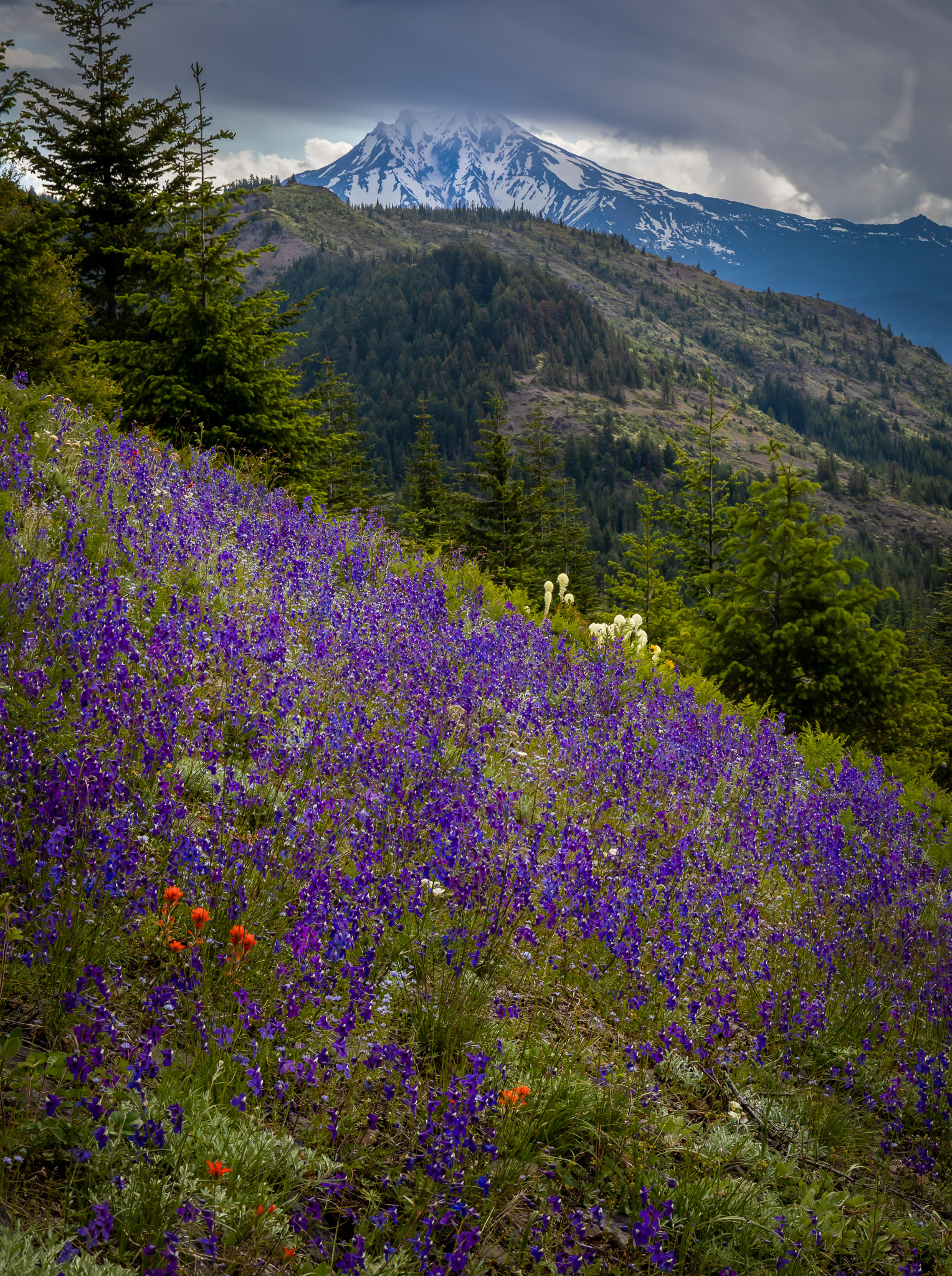 Larkspur & Mt. Jefferson