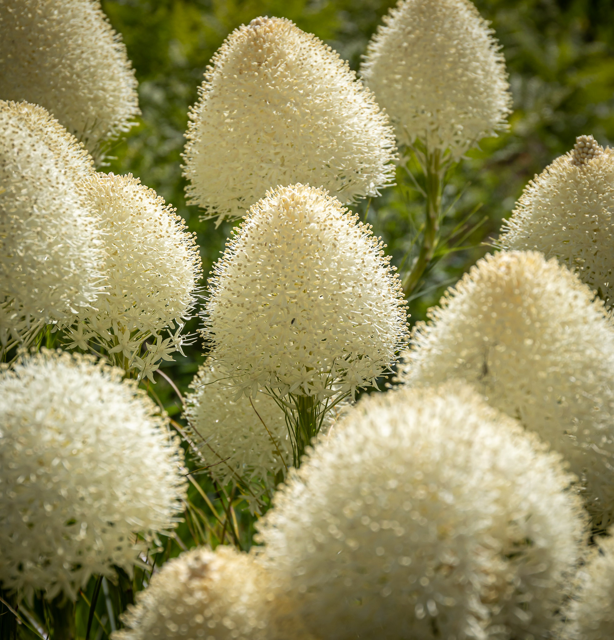 Bear Grass bouquet