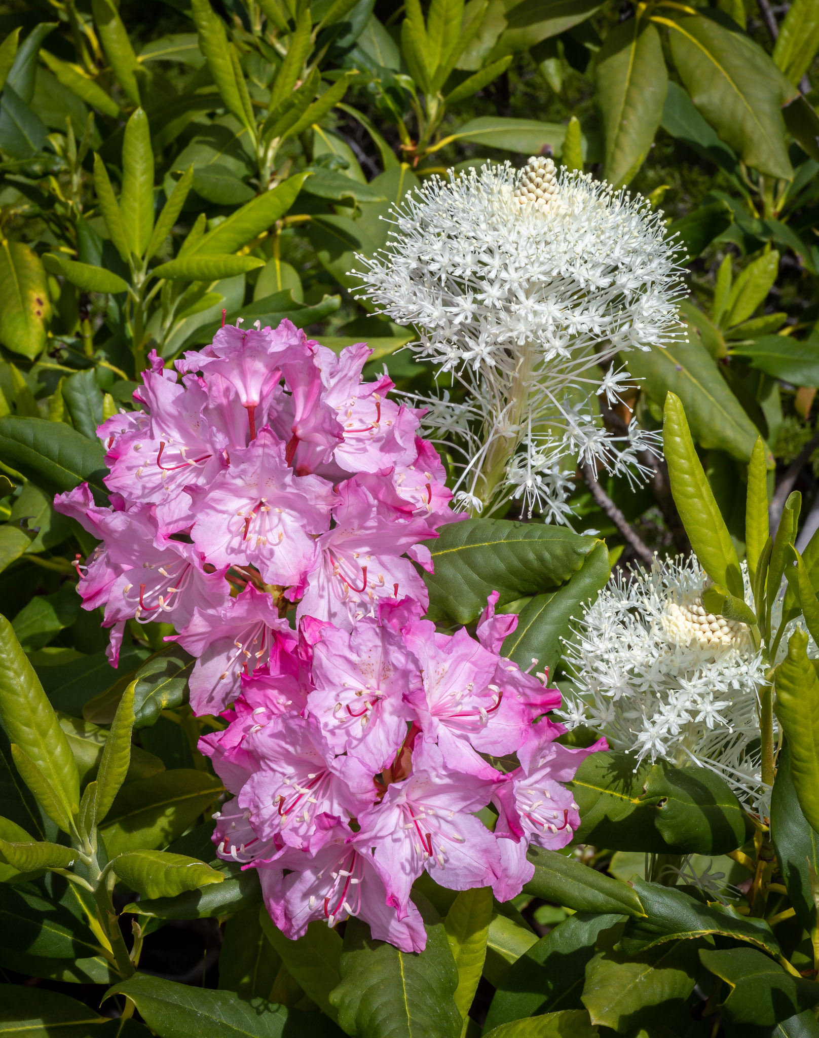Rhododendron & Bear Grass Bloom