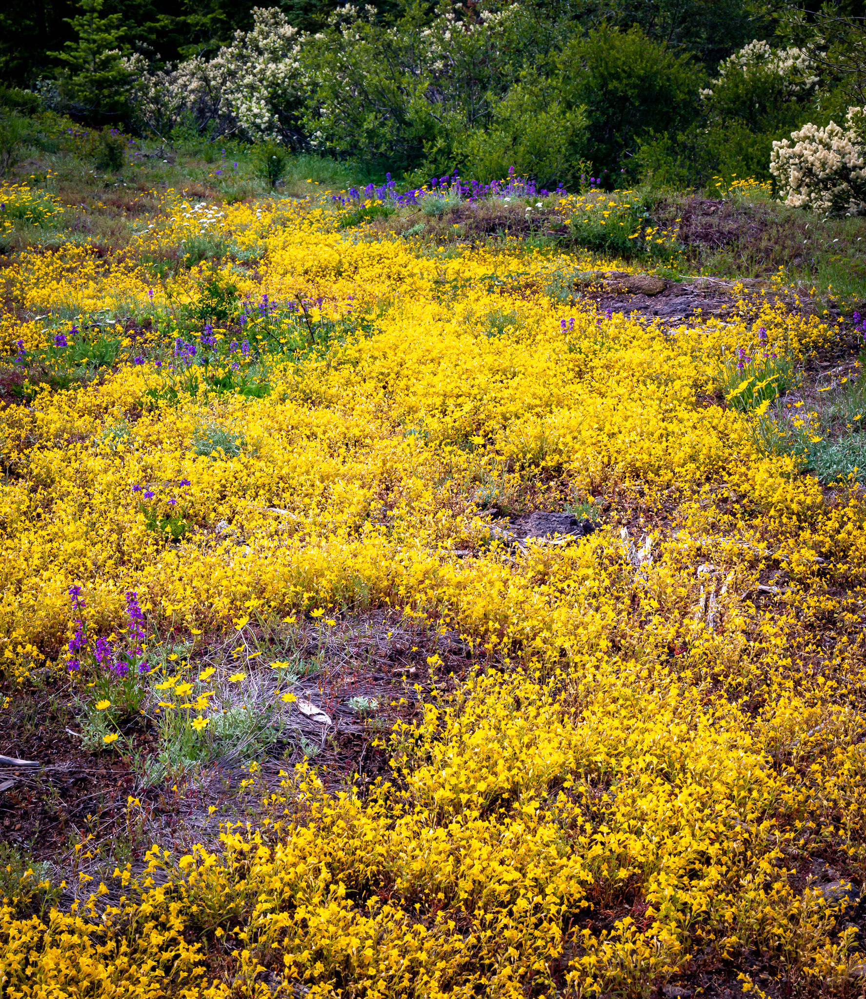 Monkeyflower carpet