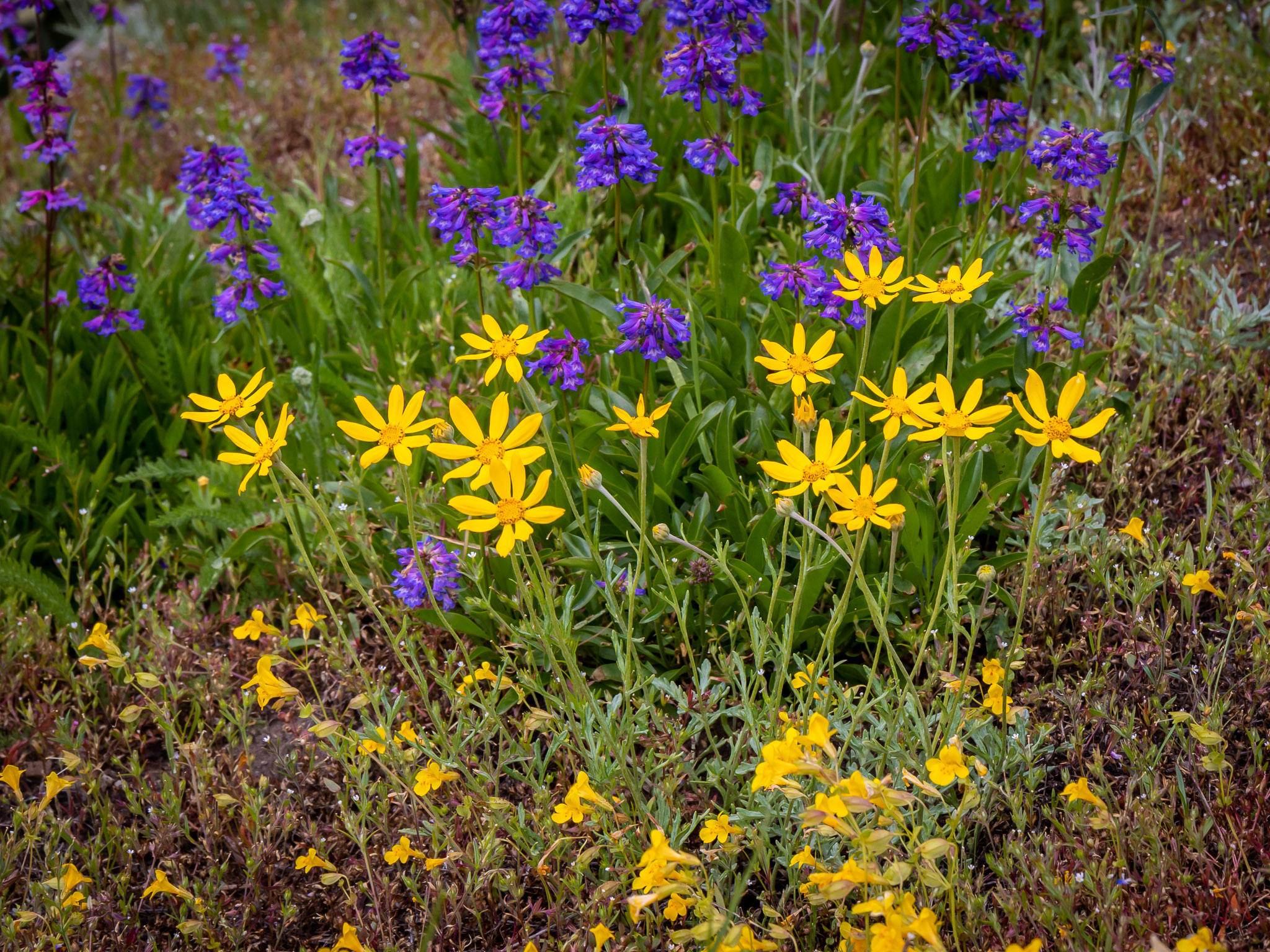 Ground cover bouquet